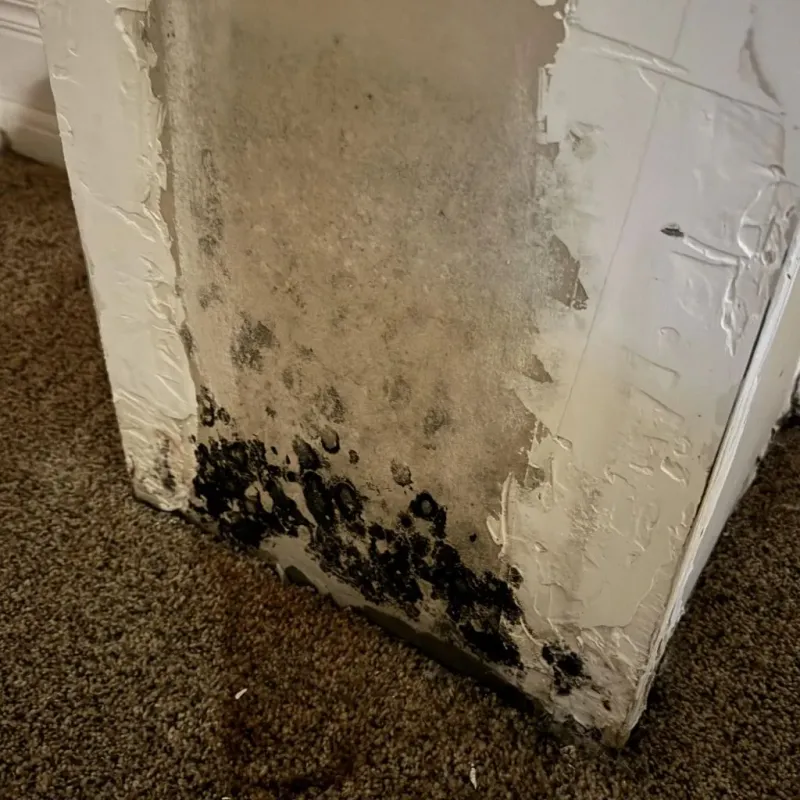Professional Mold Removal in Amherst County, VA